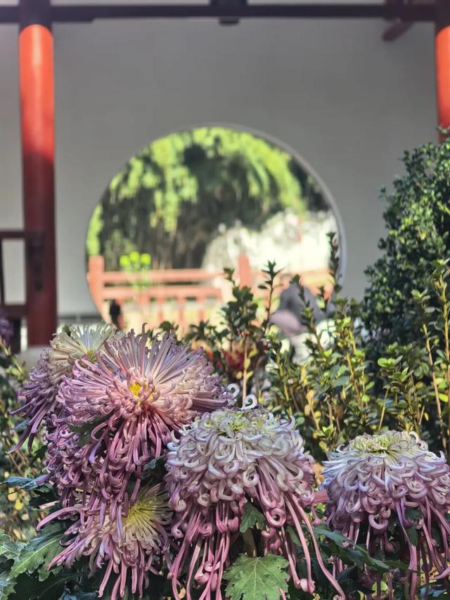 太美了！九江人私藏的赏菊地，错过等一年