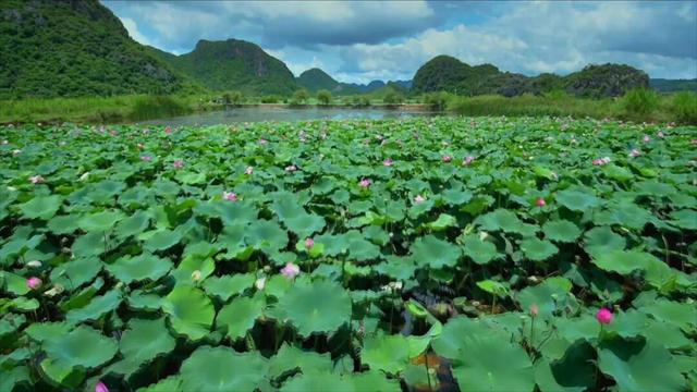 江西一座低调的古镇藏着50多幢明清豪宅，全球最大的莲花池就在此