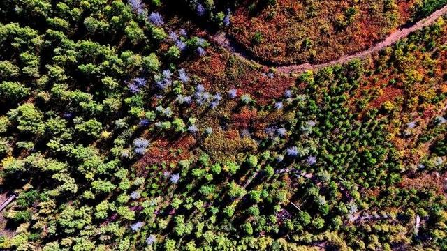 走进赤峰马鞍山林场 邂逅绚烂山林秋色
