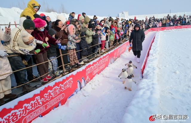 视觉·昌吉 | 昌吉“丝路冰城”火了！冰雕、驯鹿、雪地摩托，解锁冬日浪漫