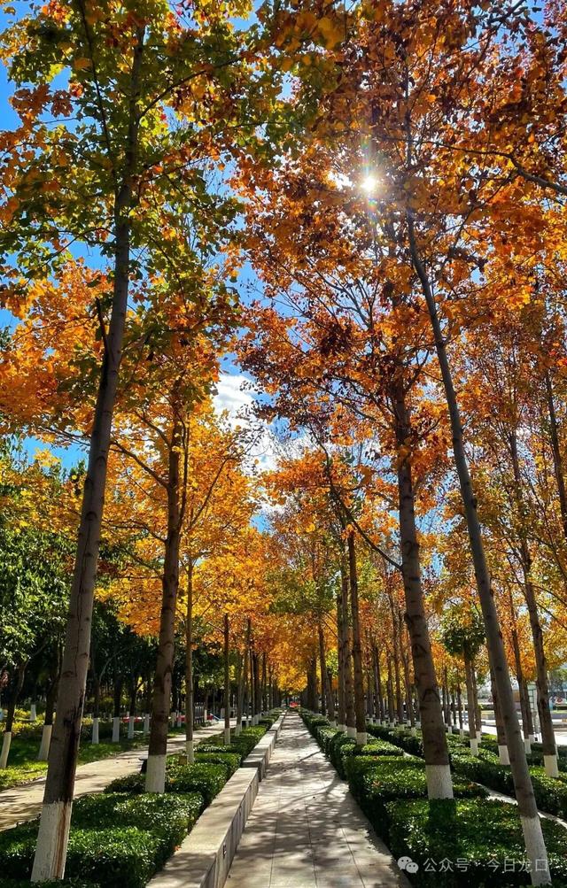 最近，龙口这两个地方美出了新高度！很多人都去打卡~~~