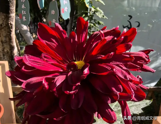 趵突菊韵 锦绣泉城