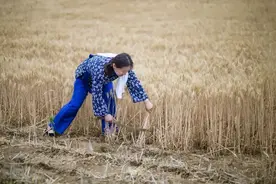 “泪目！女大学生收割麦子泪洒田间，背后的真相让人心疼！”图片