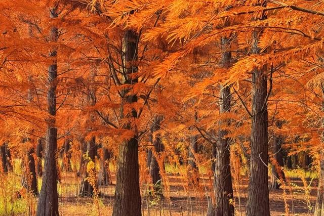 游在鹰潭 | 初冬漫游攻略：丹霞、杉林、林海的诗意三重奏【全球学子嘉游赣 奇绝鹰潭逍遥游】