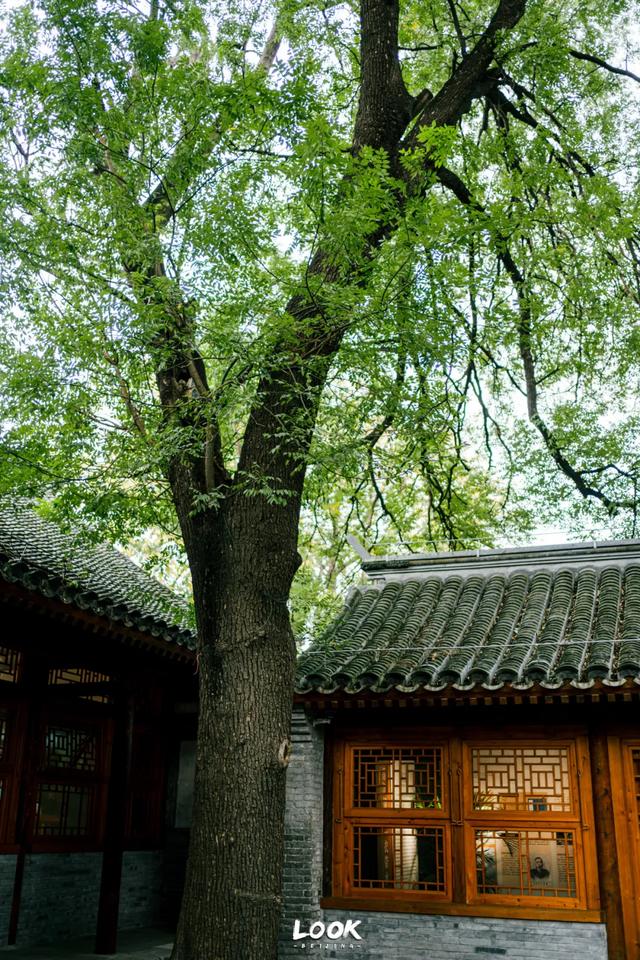 免费开放,北京冬天真的很适合来这里