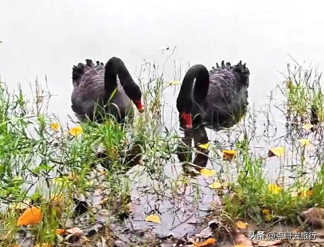 成都主城区最大人工湖，秋天超级惊艳，不要门票，地铁公交直达！