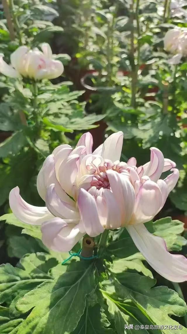 秦皇岛山海关金秋长城菊展开展在即,布展现场抢先看!