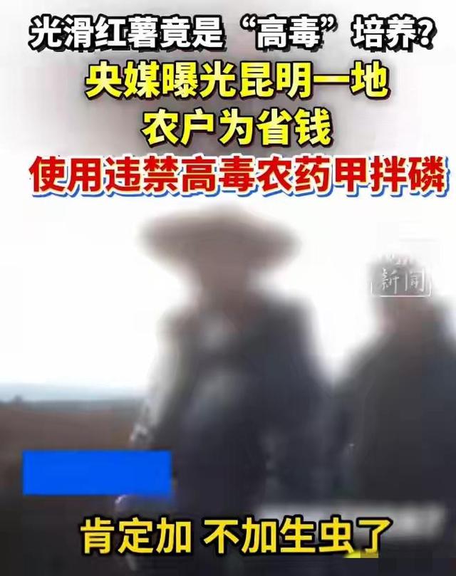 央视曝光毒红薯！商户主动投毒，流窜至全国多地，背后利益链曝光