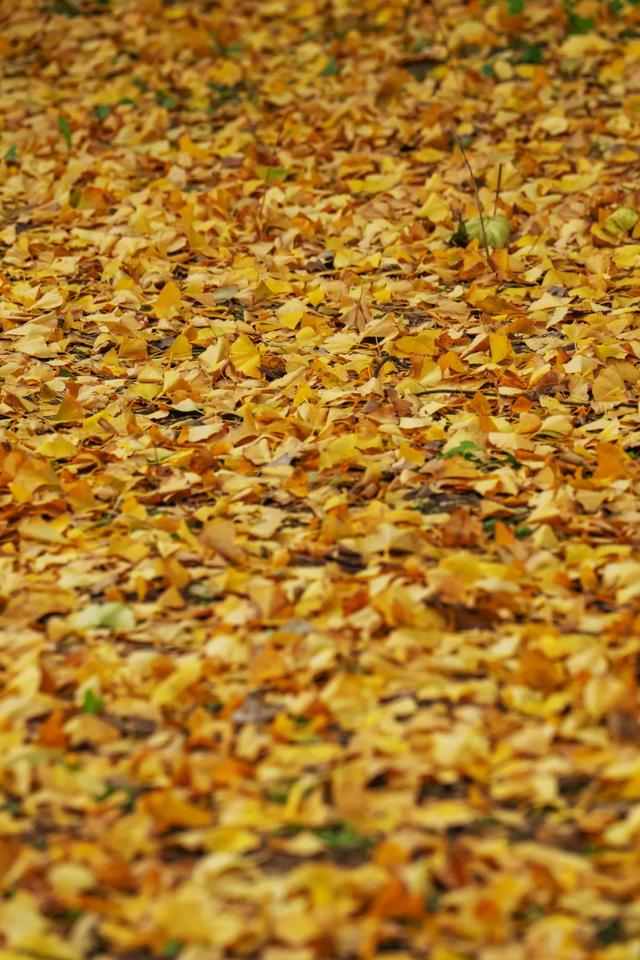 收藏一个秋天,石景山绝美秋色大公开