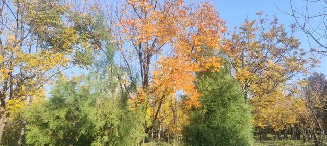 初冬味道！森林公园景色如诗如画，快来感受五彩缤纷的美丽画卷！