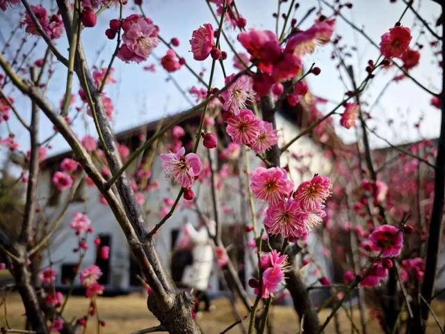 藏不住了！许昌正在上演“双梅争春”