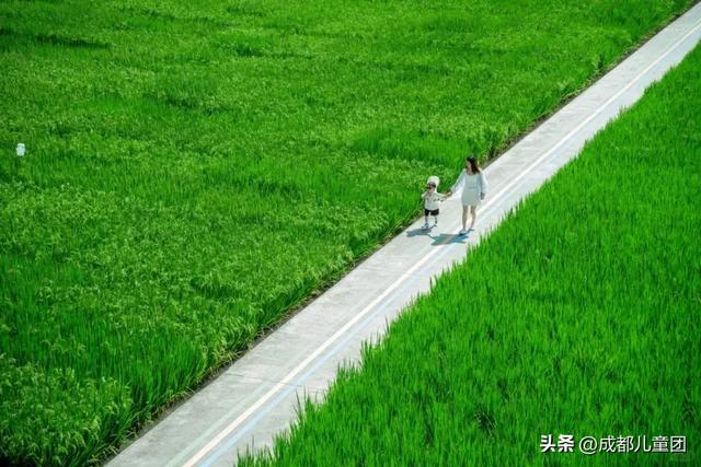 夏天一定要看一次稻田！这4处可看，还能喝下午茶逛博物馆