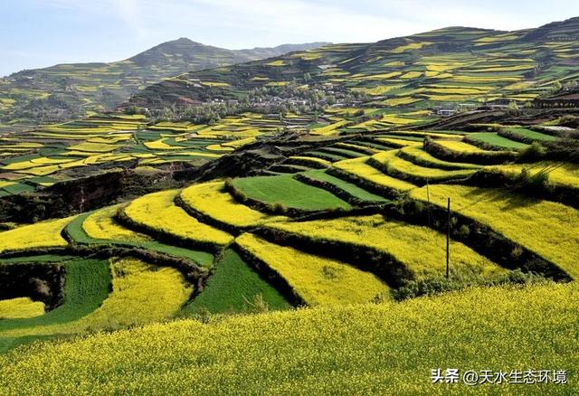 大美天水 | 花海上新！来天水，看“油”画里的春天~