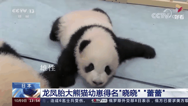 没有回旋余地，中国下令直接收回，17万日本人泪奔，高市闯祸了！