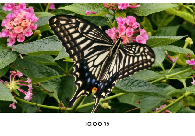 Pro正式归来，iQOO 15续写酷客全能游戏宇宙