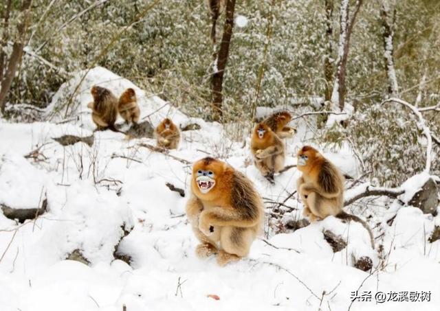 罗斯福兄弟抵达四川穆坪，为猎获大熊猫做准备，意外获得金丝猴。