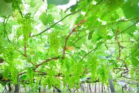 为什么院子里不能种葡萄树，院子里有葡萄树的了解下图片