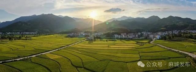 麻城最美稻田，请欣赏→