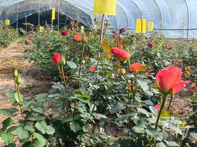 爆火全国的“偷甘蔗”，又是浙江人想出来的！橙柿专访“第一发明人”