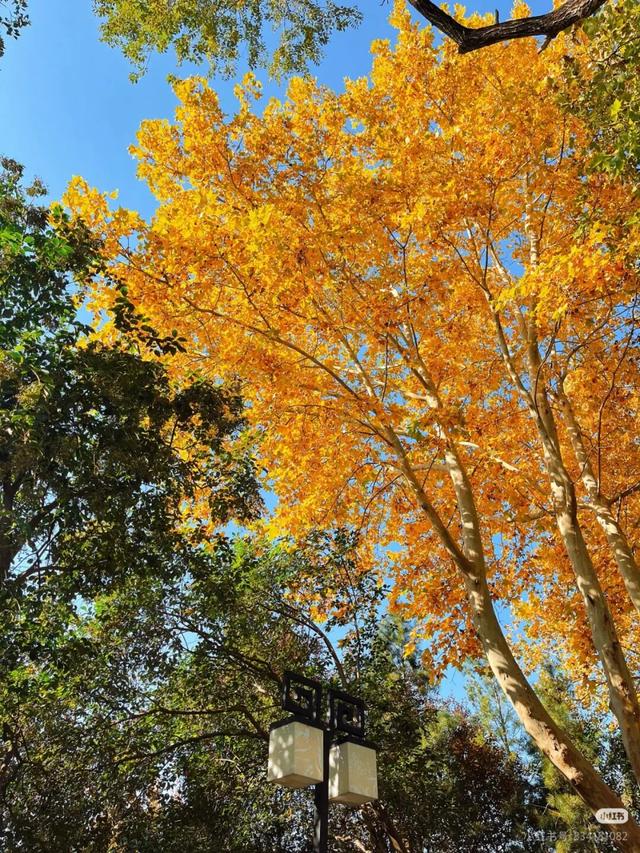 叶落临沂，步步皆是诗意画卷