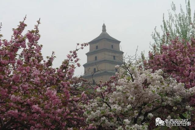 朱文杰：大雁塔的奇卉名木（上）