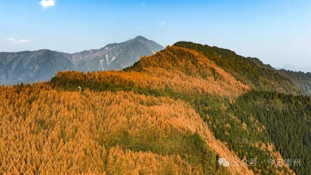 崇州彩林天花板🤩🤩🤩谁还没去过？