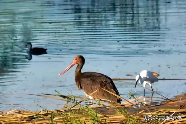 立秋洋河观鸟记