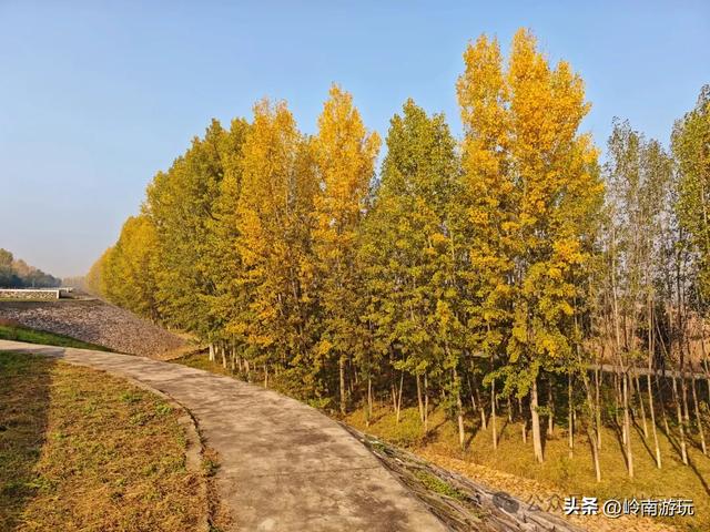 从西安出发1小时，隐藏在高陵河堤路边水上森林，美的令人窒息！