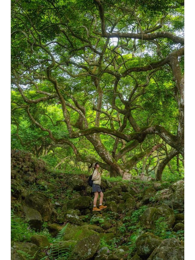 广州藏了片“塞尔达魔幻森林”千年古榄树+青苔秘境，市区1h直达