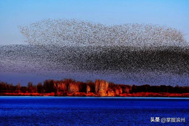 黄河口的“鸟浪”奇观频频出圈!四条经典观鸟线路出炉