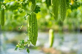 苦瓜种植：成本低，亩产17吨，年收入可达50万，利润丰厚图片