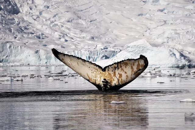 一生一次，2027年出发！41天南极半岛包船登陆，南美4国狂野自驾
