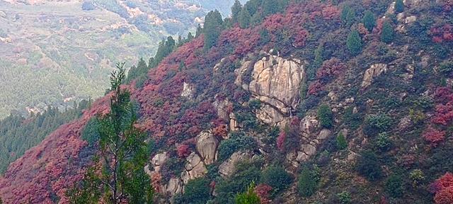 骊山红叶似火 车辆行人如织