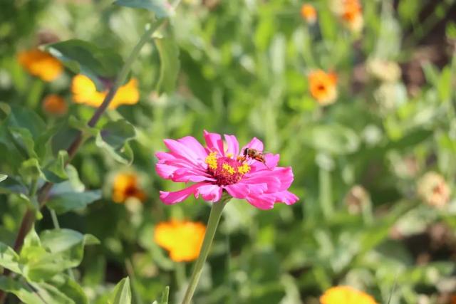 【白银文旅】百日菊盛放铜城，邂逅初秋“花”样浪漫