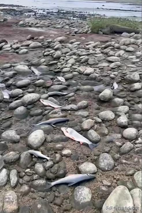 无人捡？四川一河岸上全是“红尾”野生淡水鱼！根本数不清！