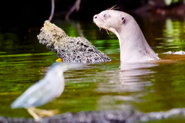 一生一次的终极远征，41天横跨南极半岛+南美四国（自驾）！