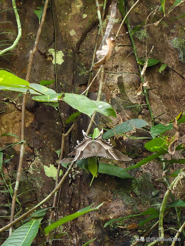 马来西亚(32)砂拉越州⑥世界遗产尼亚洞窟探险