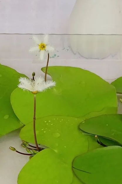 浦口这朵荷花会 “七十二变”