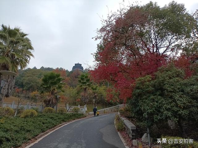 美丽吉安之安福：蒙岗岭公园初冬风光欣赏