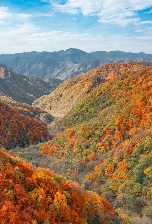 秦岭深处藏着一条“神仙路”，10月底正是它最美的时候