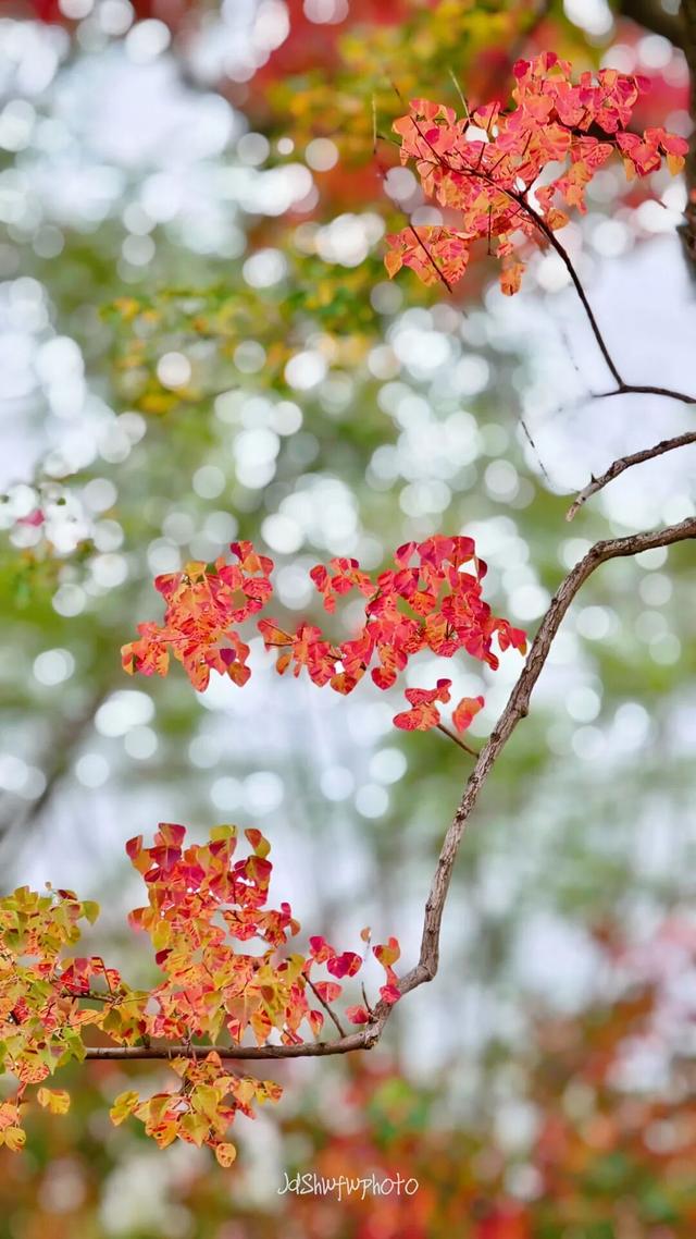天府大道 乌桕已红透半边天