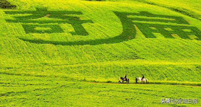 张掖民乐：祁连山下万亩油菜花开引客来
