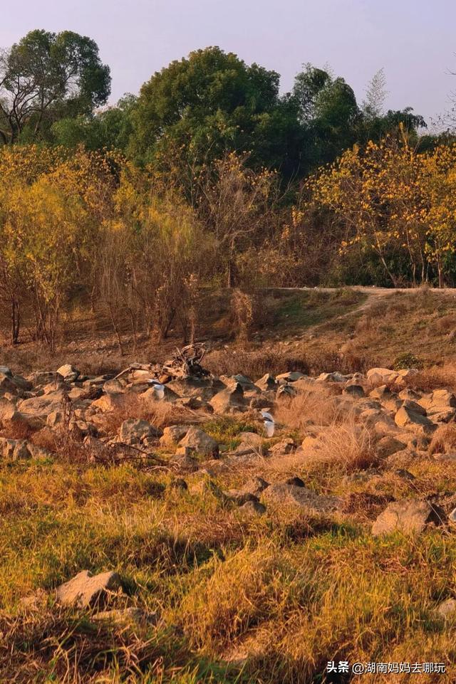 公交直达冬日限定“小东非”，带娃解锁长沙safari隐藏玩法！