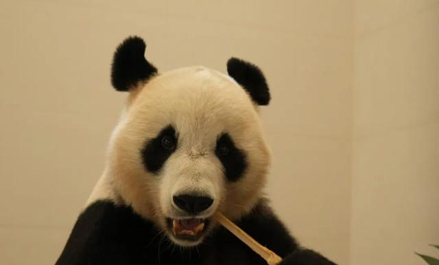 中国大熊猫保护研究中心绵阳基地试运行 13只大熊猫入住新家