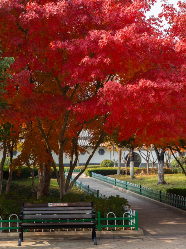 临沂「红杉」「红枫」浓度拉满，出片率100%