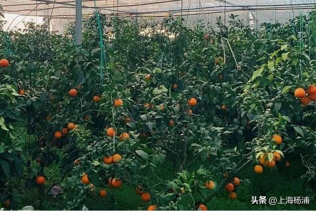 来复兴岛当一天快乐“岛民”