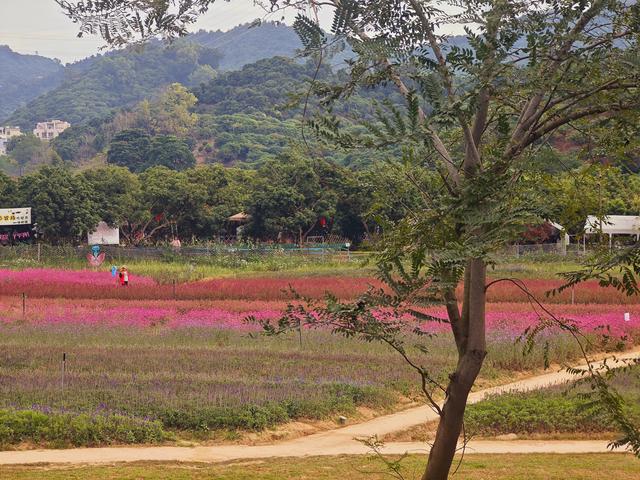 环西丽湖绿道骑行慢行随拍-动个好奇心