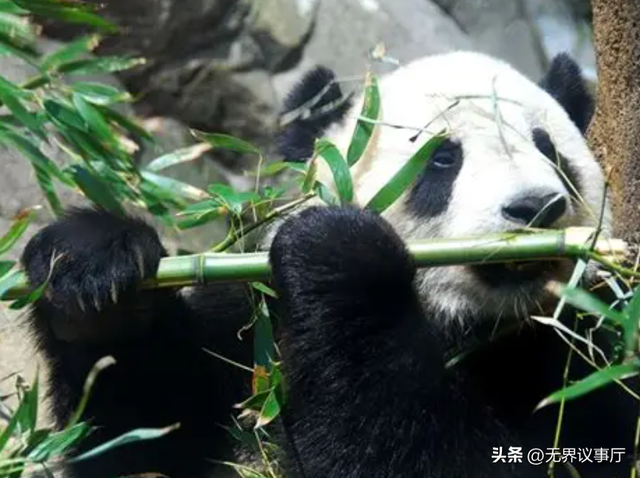 熊猫 “口粮” 告急！逐笋而居到震后修复，中国熊猫科研人员上大分
