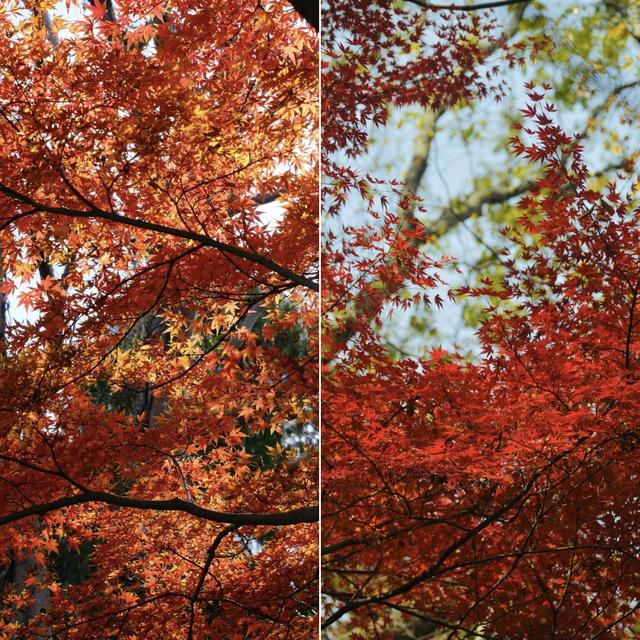 栖霞山的枫叶，红红火火，亮亮堂堂，简直美疯了！