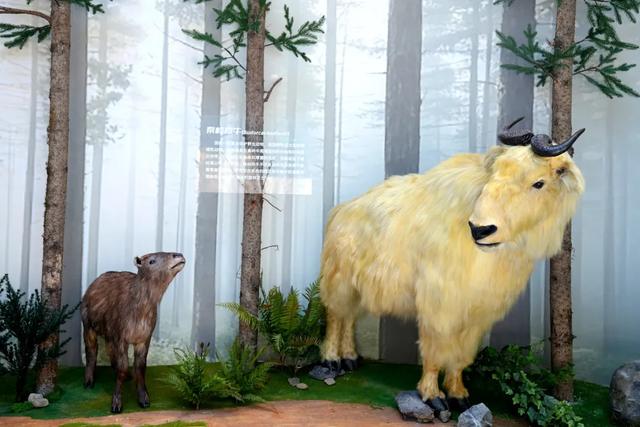 打卡新地标!来汉中这里,开启一场自然之旅~